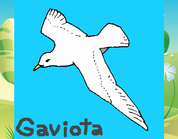 Gaviota