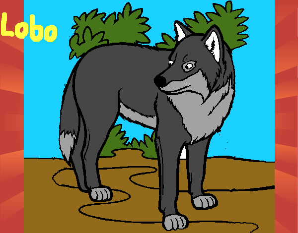 Lobo