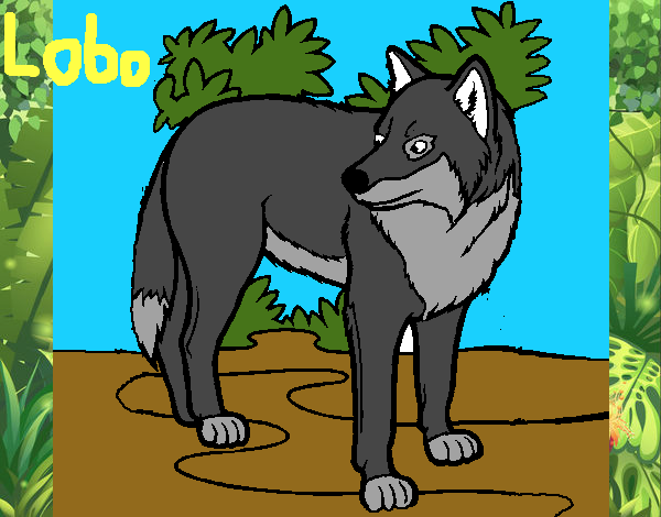 Lobo