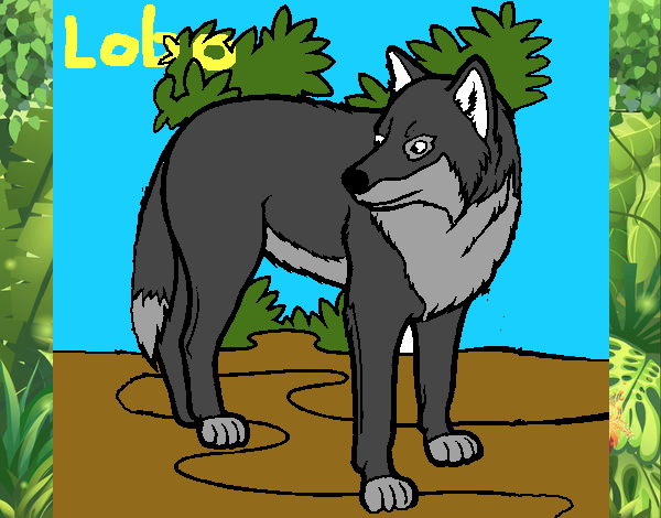 Lobo