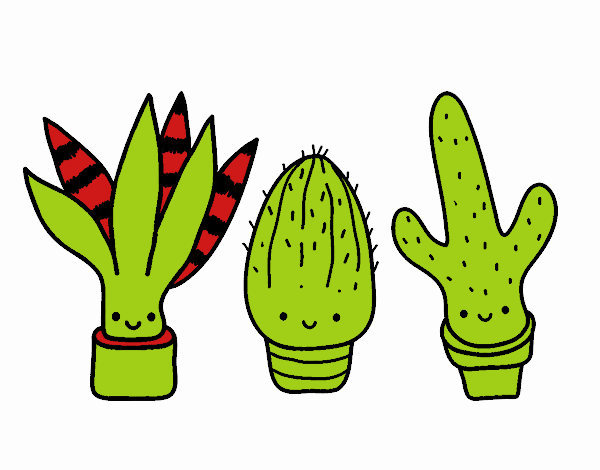 Mini cactus