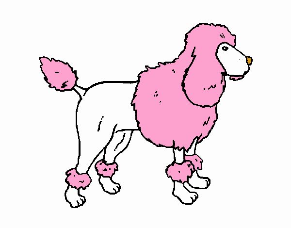 Poodle