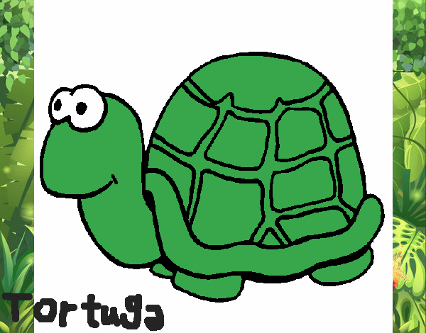 Tortuga 1