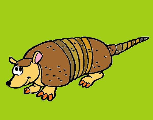 Armadillo