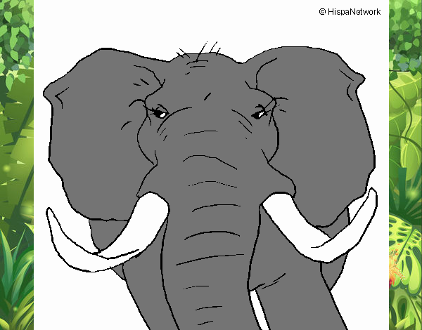 Elefante africano