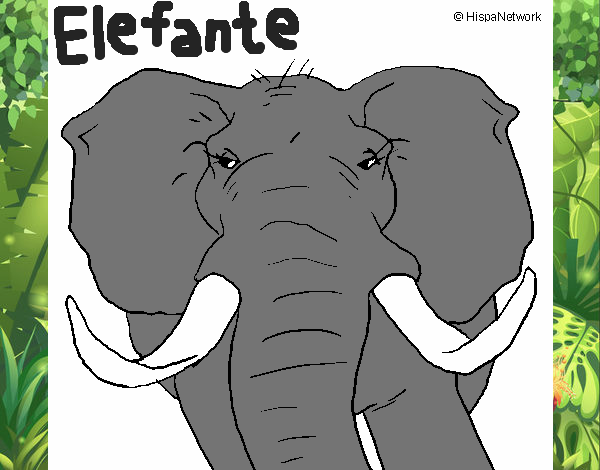 Elefante africano