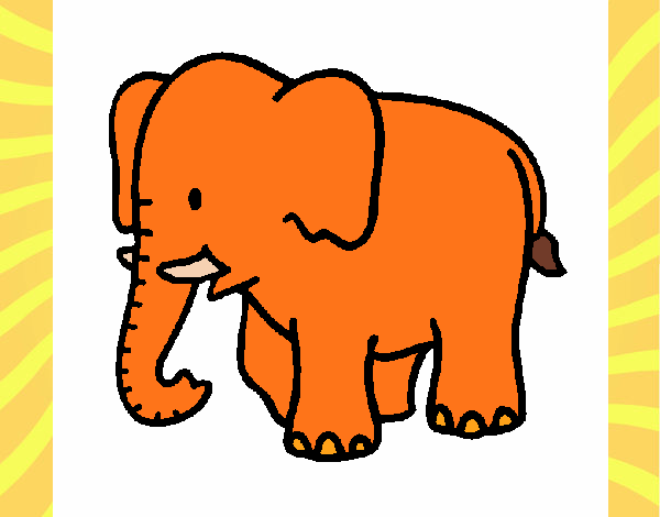 Elefante bebe