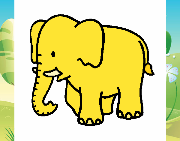 Elefante bebe