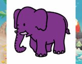 Elefante bebe