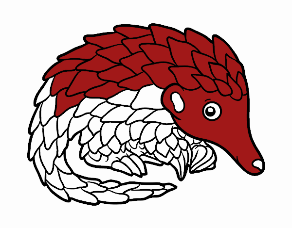 Pangolin