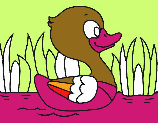 Patito de río