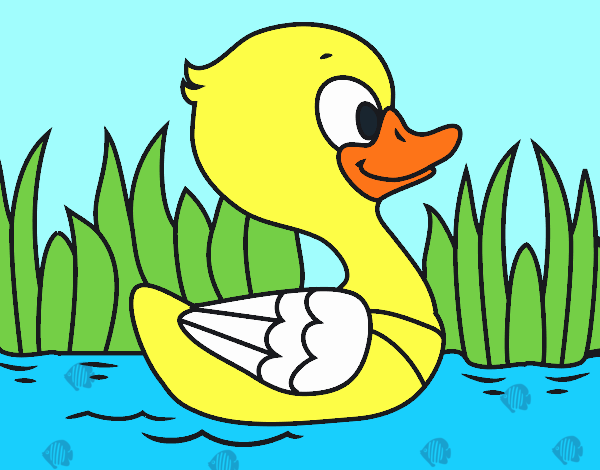 Patito de río