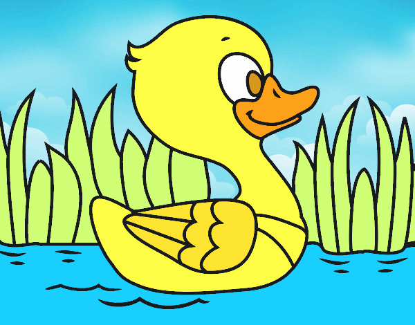 Patito de río