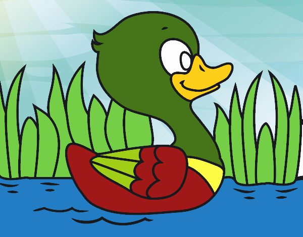 Patito de río