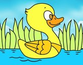 Patito de río