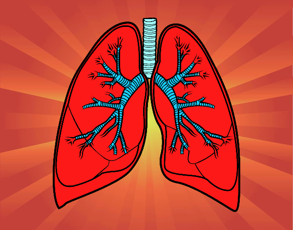 Pulmones y bronquios