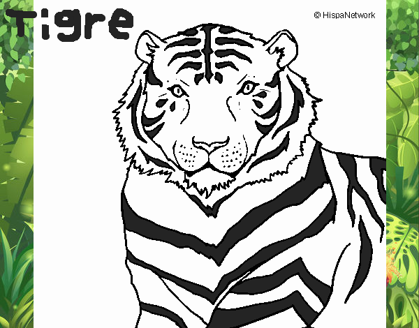 Tigre 3