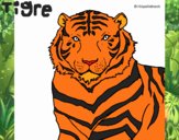 Tigre 3