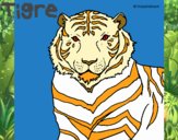 Tigre 3