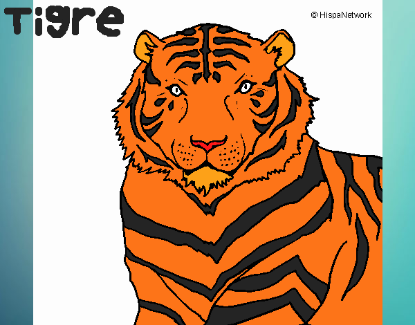 Tigre 3