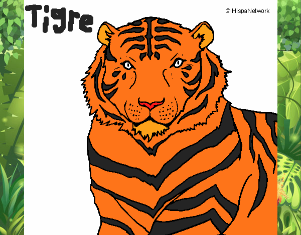 Tigre 3