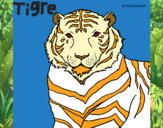 Tigre 3