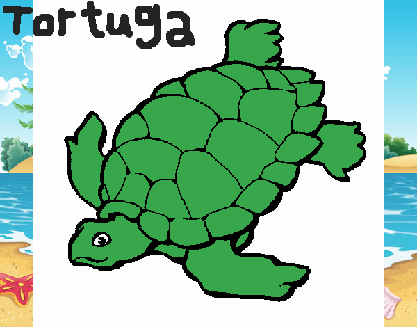 Tortuga