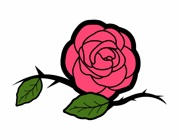 una flor rosa 