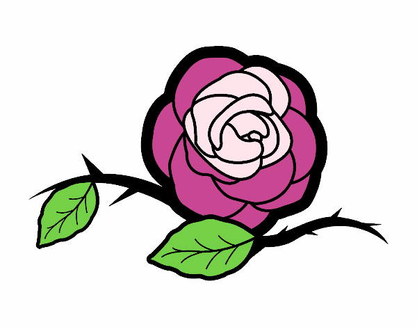 rosa