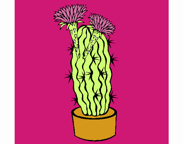 Cactus con flores