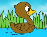 Patito de río