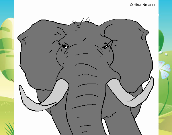 Elefante africano