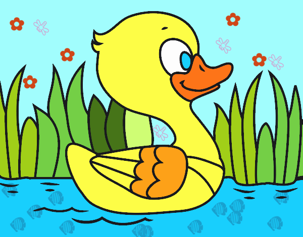 Patito de río