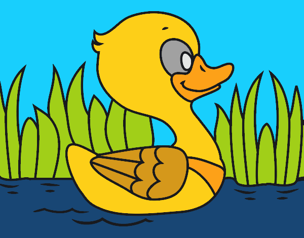 Patito de río