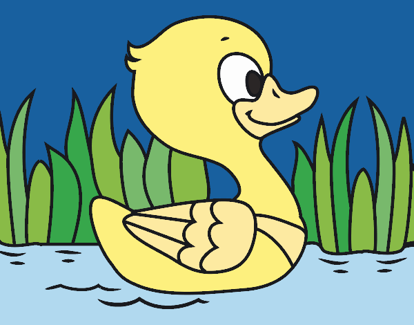 Patito de río