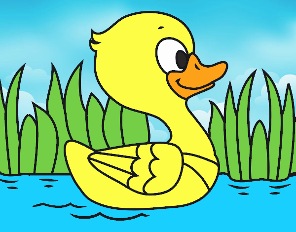 Patito de río