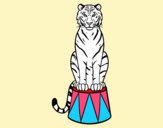 Tigre de circo