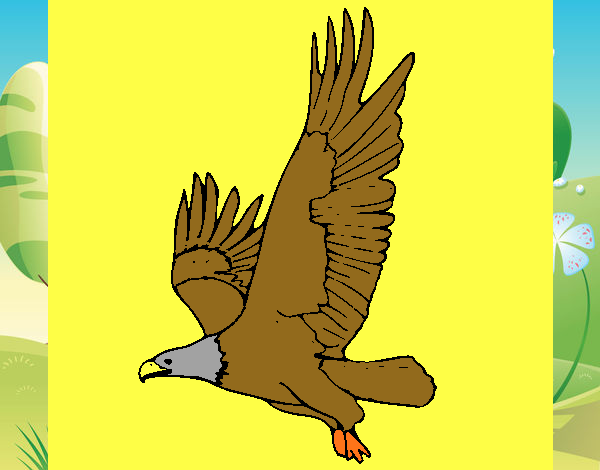 Águila volando