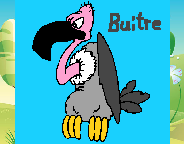 Buitre