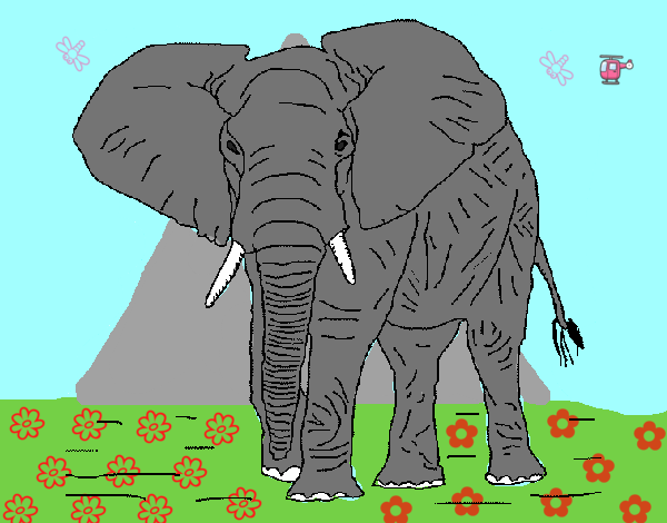 Elefante 1