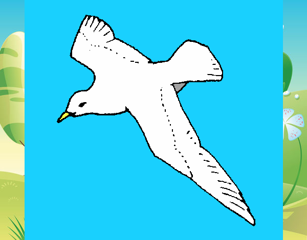 Gaviota