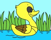 Patito de río