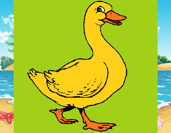 Pato