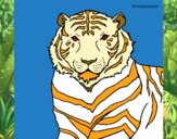 Tigre 3