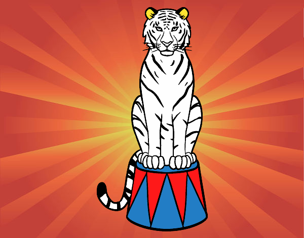 Tigre de circo