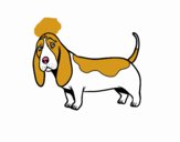 Un Basset hound