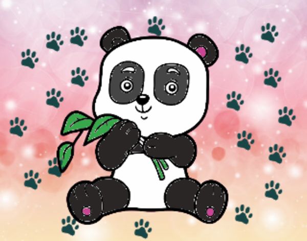 Un oso panda