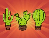 3 mini cactus