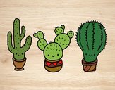 3 mini cactus