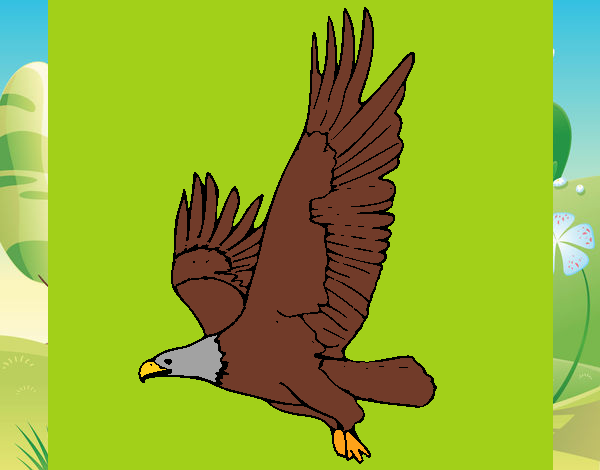 Águila volando